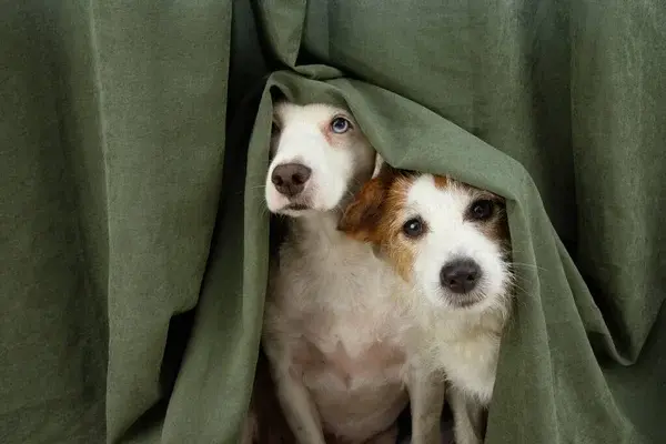 proteger a tu mascota