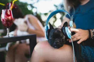 musica para perros con ansiedad