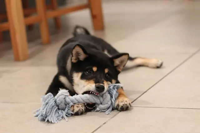 perro mordiendo