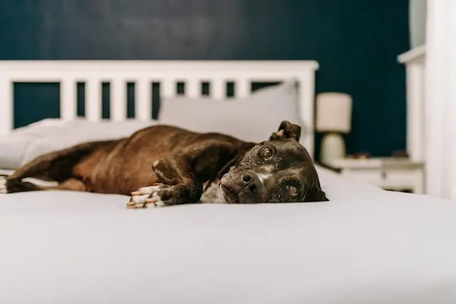 perro relajado en una cama